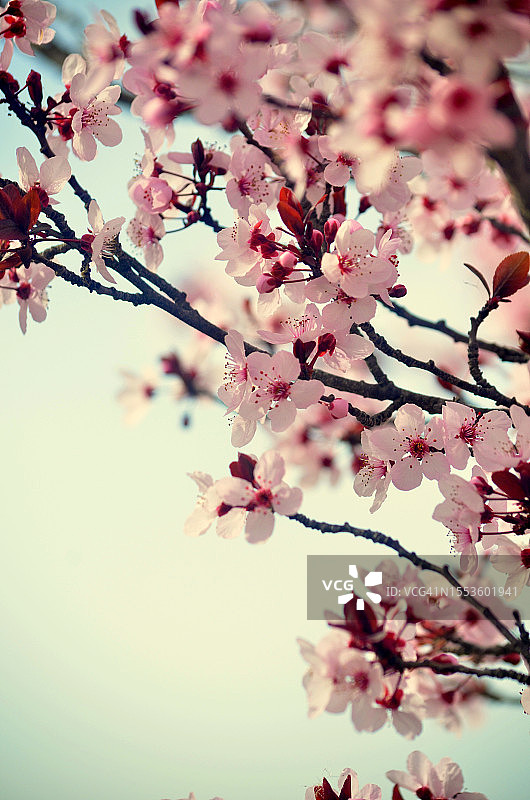 从低角度看春天的樱花图片素材