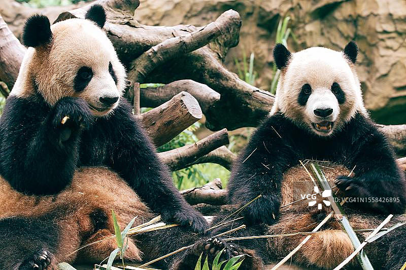 两只熊猫坐在田野上吃竹子的特写图片素材