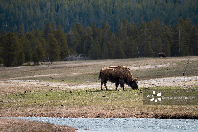 美国怀俄明州黄石国家公园，一只大水牛在河边吃草图片素材