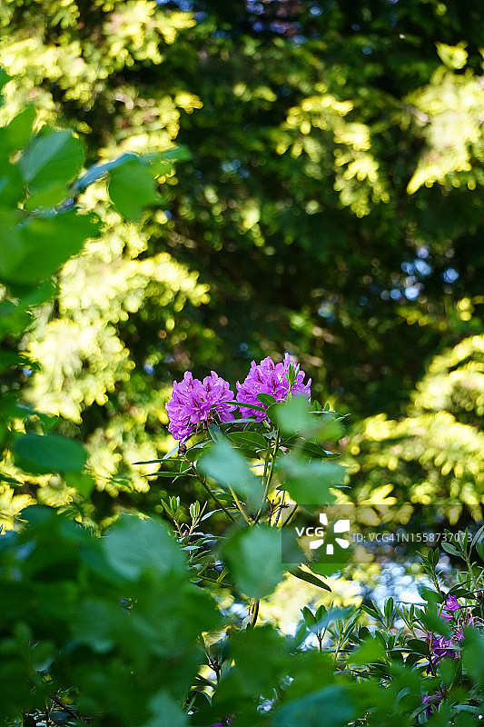 紫色开花植物特写图片素材