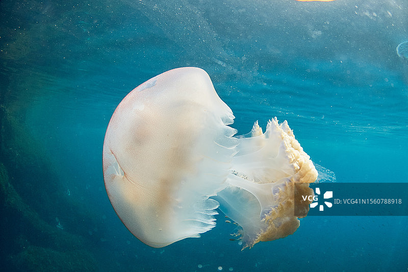 巨大的桶状水母(黄体根状水母)漂浮在地中海清澈的海水中图片素材