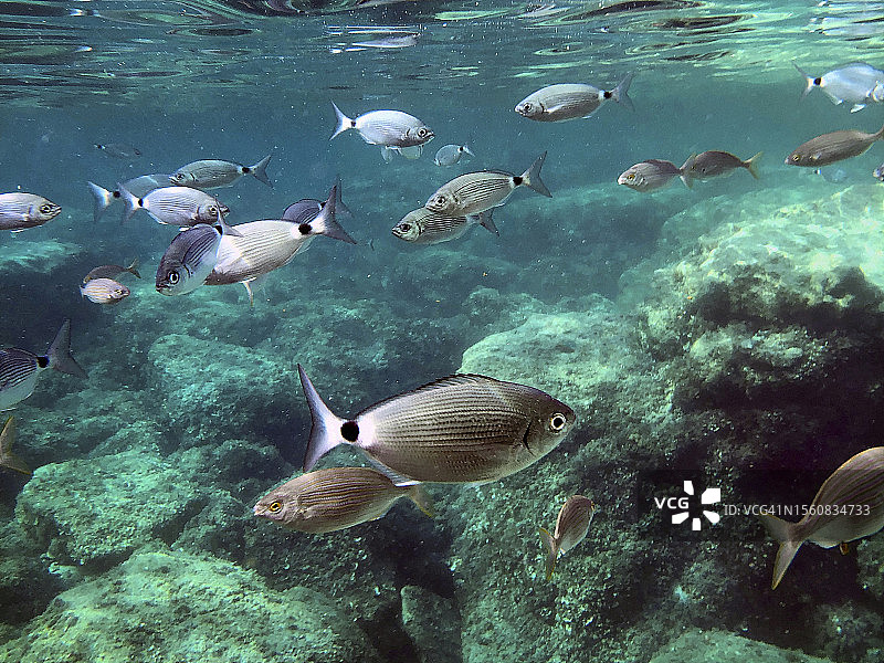 西班牙巴利阿里群岛的海洋生物图片素材