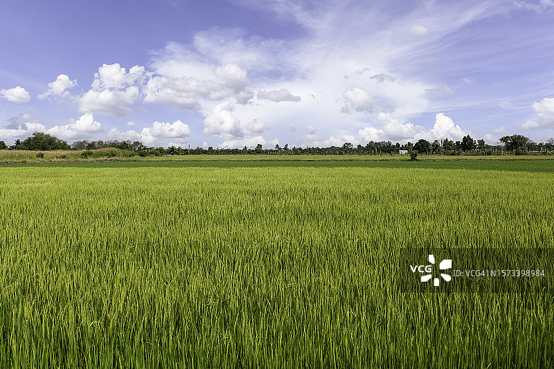 美丽的乡村风景与稻田在泰国农村。图片素材