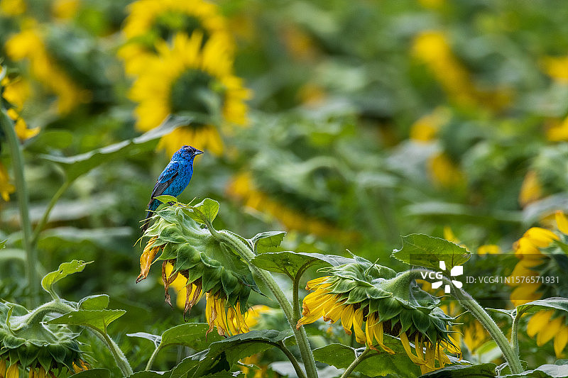 美国马里兰州普尔斯维尔黄色开花植物的田野特写图片素材