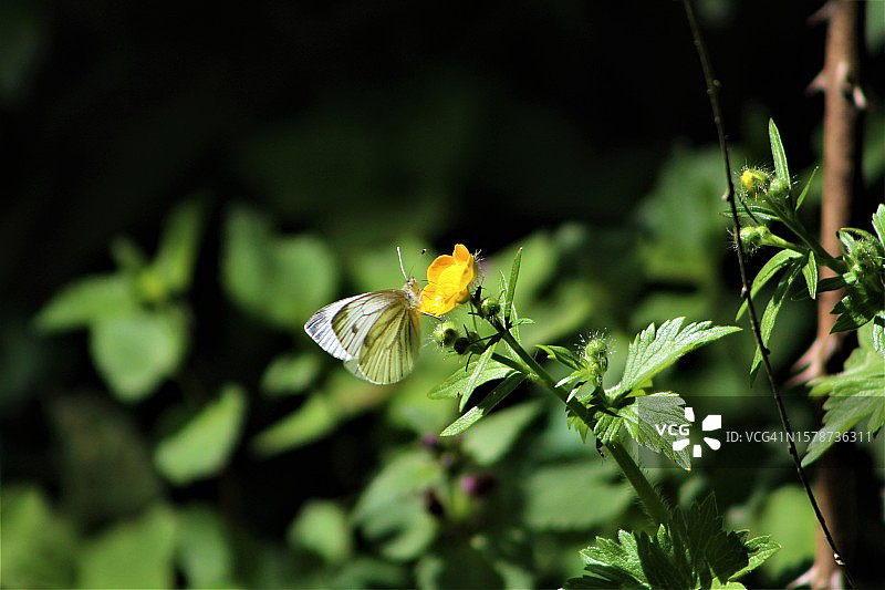 蝴蝶在植物上的特写，托斯卡纳，意大利图片素材
