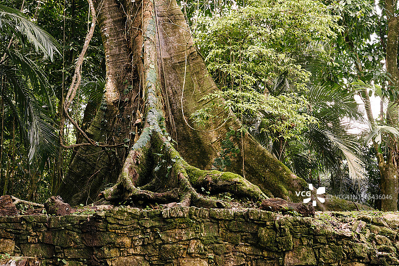 一棵巨大的热带雨林树的根图片素材