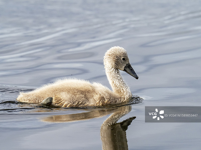 在英国湖区安布尔赛德，一只沉默的天鹅，天鹅色小天鹅。图片素材
