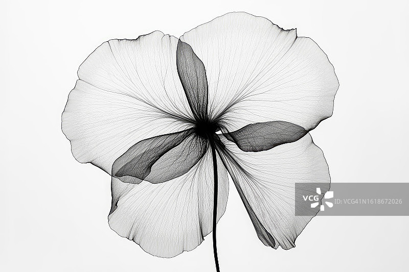 花的x射线。抽象花卉背景与复制空间。图片素材