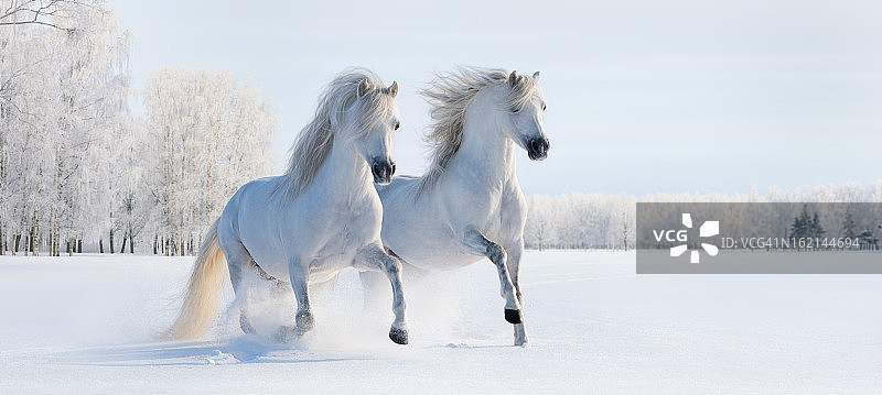 两匹疾驰的白色小马图片素材
