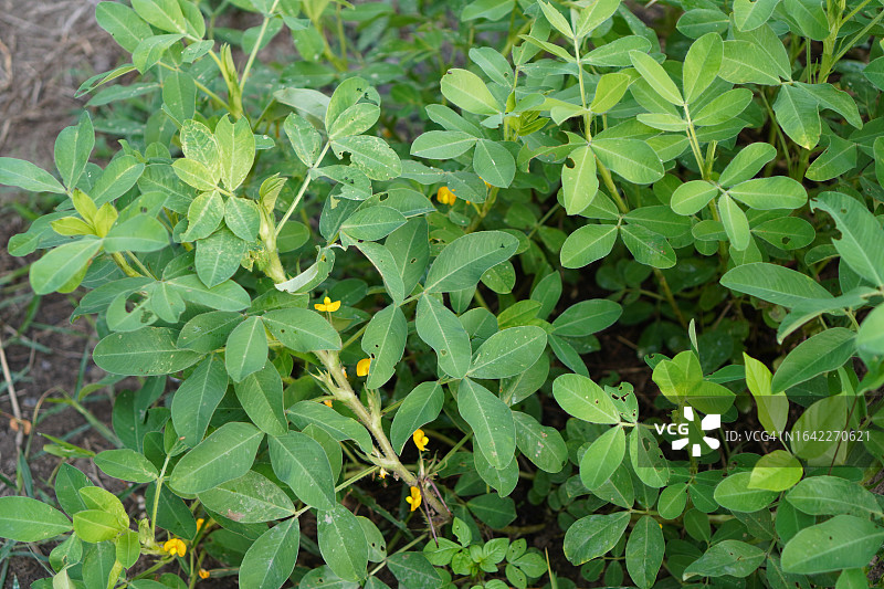 泰国圣罗勒(Ocimum tenuflorum sanctum)或Tulsi kaphrao圣罗勒是一种直立的，叶子红色的蔬菜，在自然背景下盛开在花园中图片素材