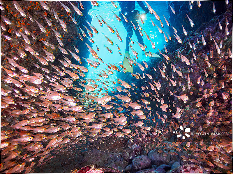 美丽的水下洞穴里有一大群侏儒清扫器。

日本静冈县，南伊豆，加茂郡，伊豆半岛，中城，HIRIZO海滩，
摄于2023年8月26日。
在水下摄影。图片素材