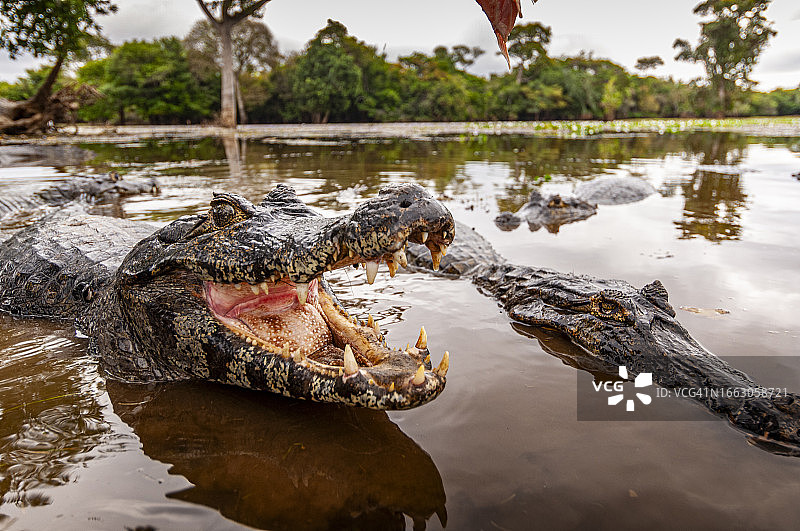 巴西，图卢姆河沿岸的凯门鳄图片素材