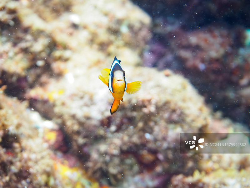美丽海葵中可爱的黄尾小丑鱼幼鱼。

日本静冈县，南伊豆，加茂郡，伊豆半岛，中城，HIRIZO海滩，
摄于2023年9月2日。
在水下摄影。图片素材