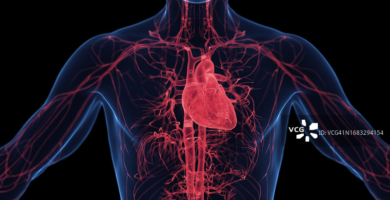 男性心血管系统，插图图片素材