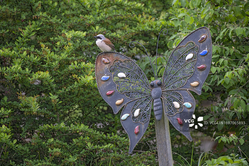 奥地利布尔根兰，雄性红背伯劳鸟(Lanius collurio)，栖息在花园里用彩色石头装饰的锡制蝴蝶上图片素材