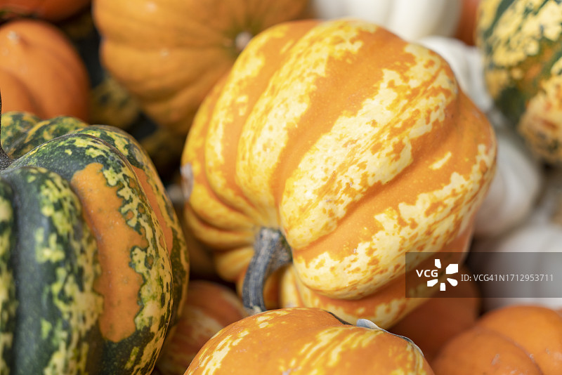 五彩缤纷的秋天南瓜，南瓜和葫芦蔬菜为感恩节和万圣节假期的背景图片素材