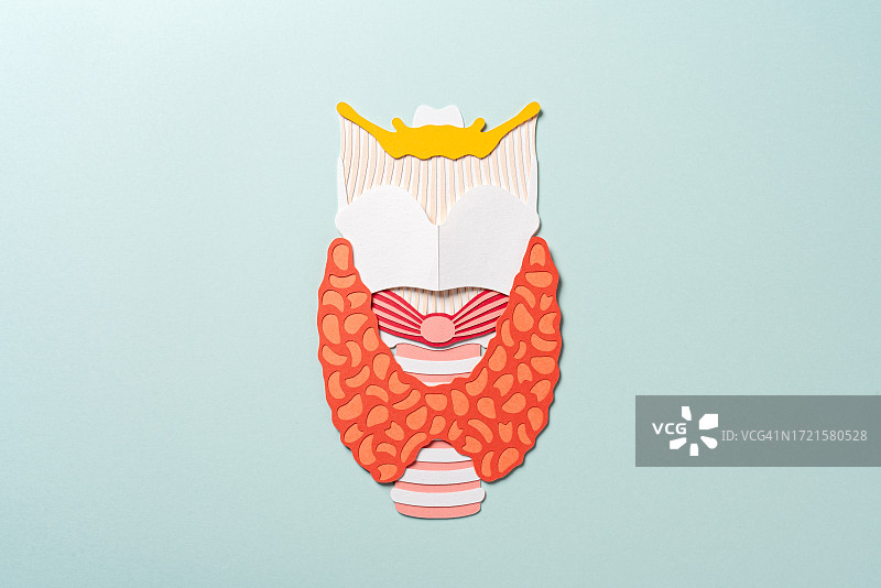人甲状腺及喉部解剖纸工艺图片素材