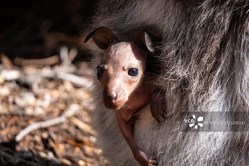 塔斯马尼亚的小袋鼠在妈妈的育儿袋里图片素材