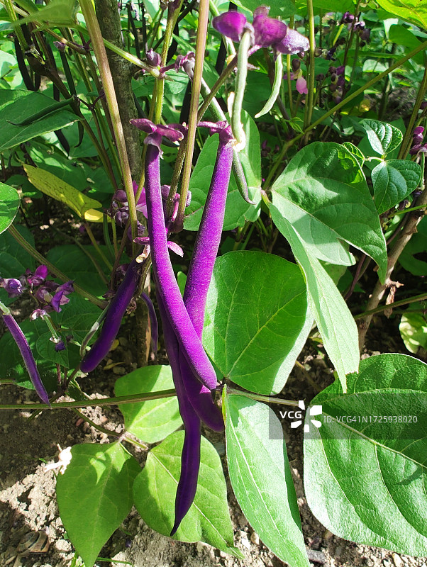新鲜紫豆(Phaseolus vulgaris)图片素材