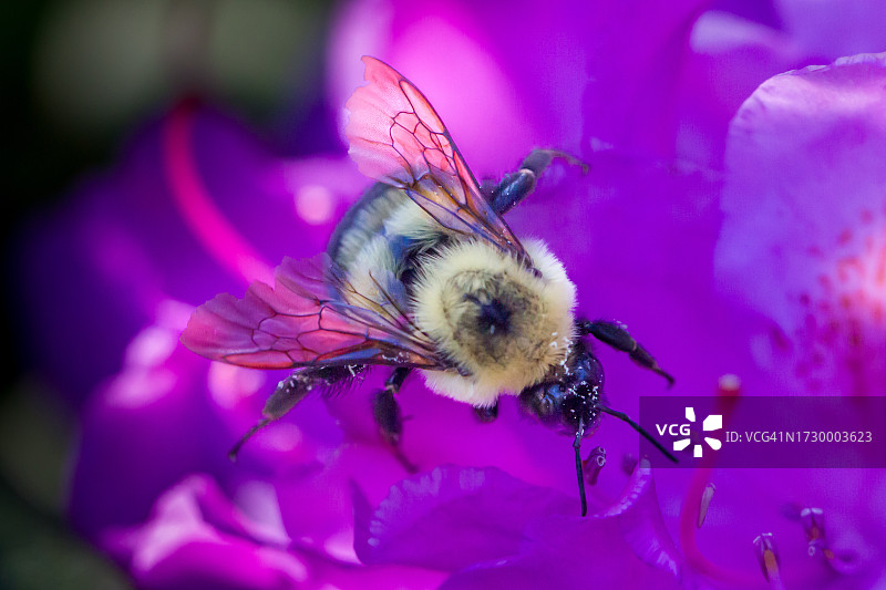 蜜蜂在紫色花上授粉的特写，高地，北卡罗来纳州，美国图片素材