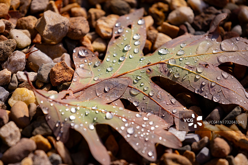 下雨天湿树叶的全画幅拍摄，弗吉尼亚皇家前线，美国，美国图片素材