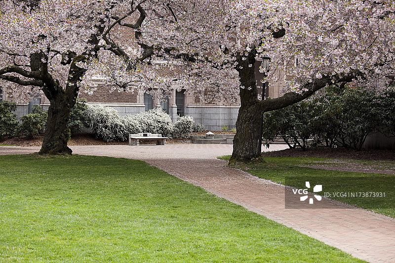 华盛顿大学校园里的春天樱花盛开图片素材