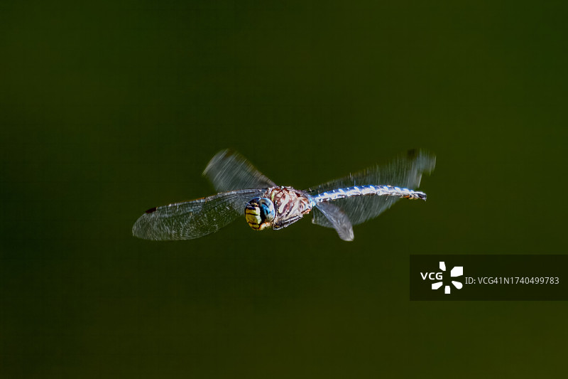 巨大的蓝色蜻蜓盘旋在半空中，不列颠哥伦比亚省，加拿大图片素材