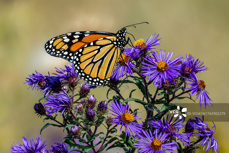 蝴蝶在紫色花朵上授粉的特写图片素材
