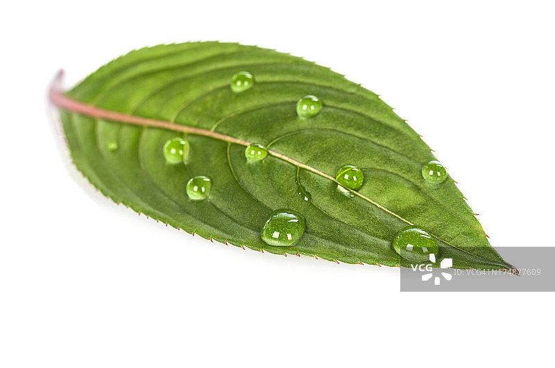 水滴在绿叶上图片素材