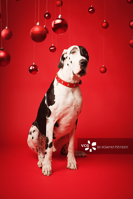 宠物狗大丹与圣诞主题背景Vt图片素材