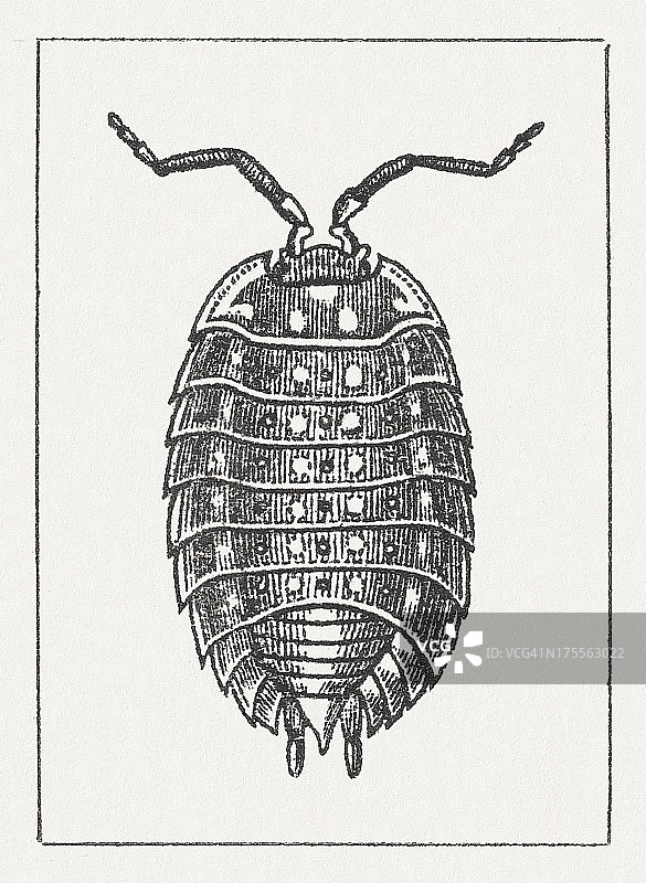 普通木虱(Oniscus asellus)，木刻，1865年出版图片素材