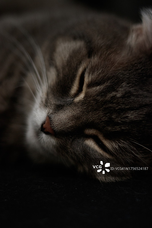 猫睡觉的特写，萨喀尔巴阡山脉，波兰图片素材