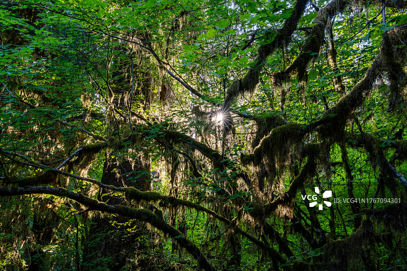 低角度的树木在森林，西雅图，华盛顿，美国，美国图片素材