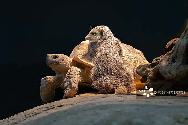 海龟在岩石上的特写图片素材
