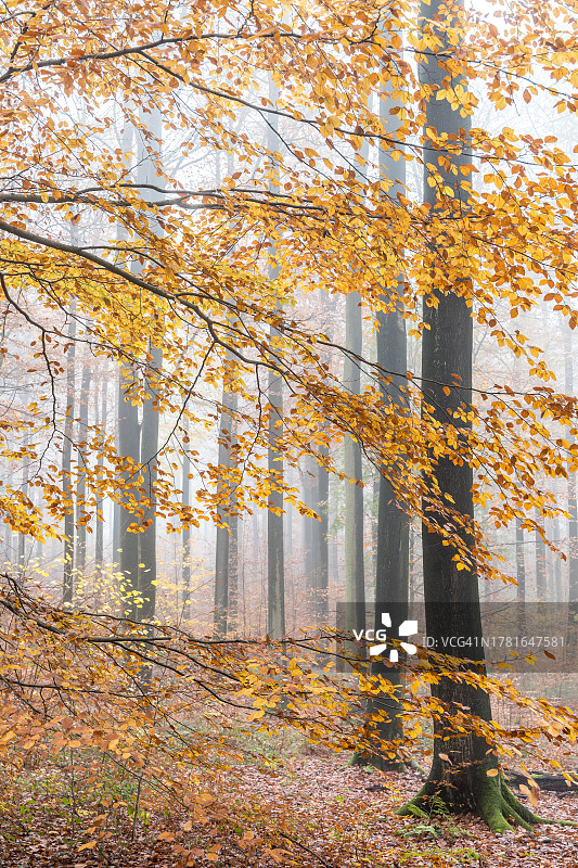秋天的山毛榉森林图片素材