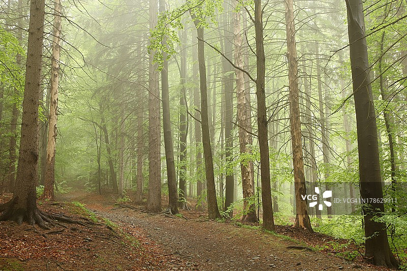 春天的森林在雾中图片素材