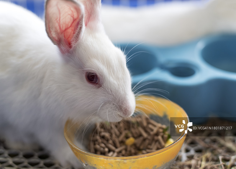 兔子正在吃兔子的食物图片素材