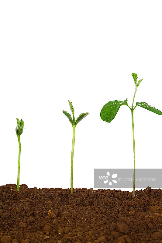 土壤中的植物序列:白底绿豆分离物图片素材