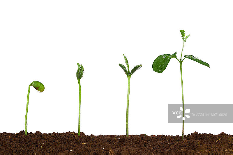 土壤中的植物序列:白色背景上的绿豌豆分离物图片素材