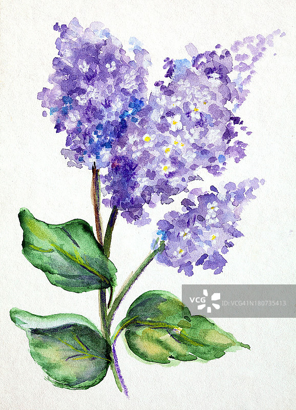 紫丁香原始艺术水彩画图片素材
