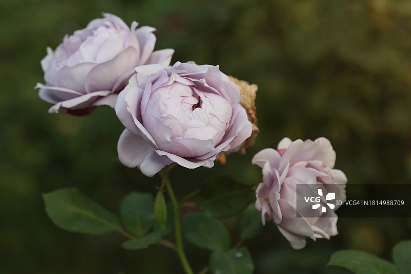 柔和的紫色玫瑰对深绿色花园的背景图片素材