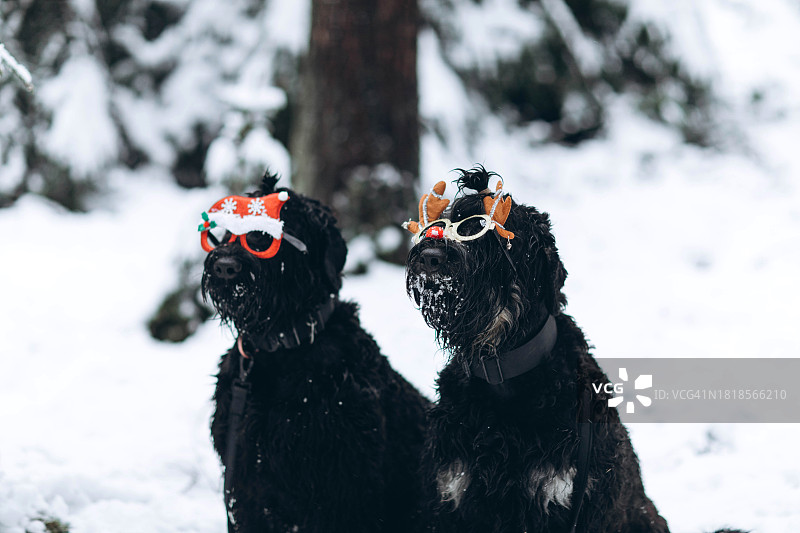 两只戴着圣诞眼镜的狗在冬天白雪皑皑的森林里。图片素材