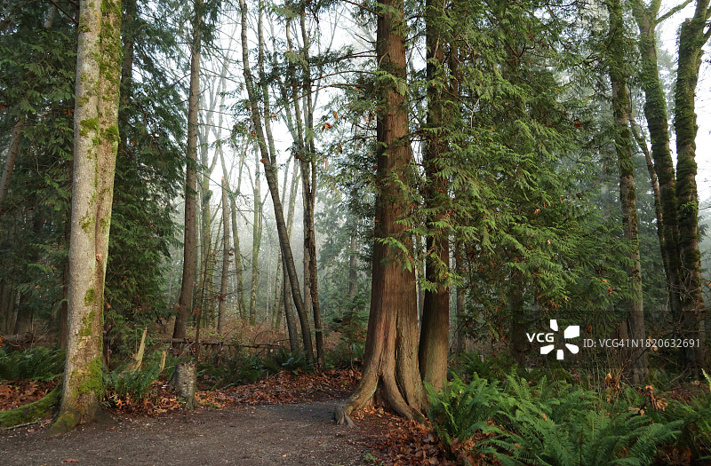 加拿大不列颠哥伦比亚省轻雾中的森林小路图片素材