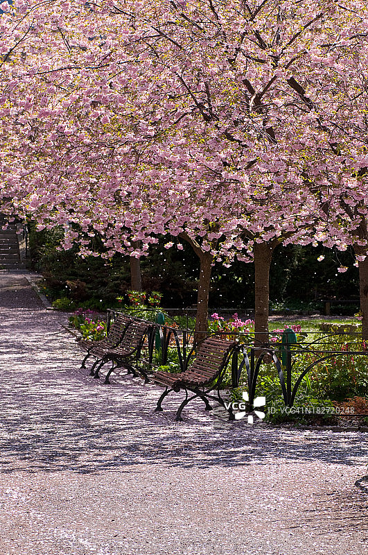 樱桃树的公园图片素材