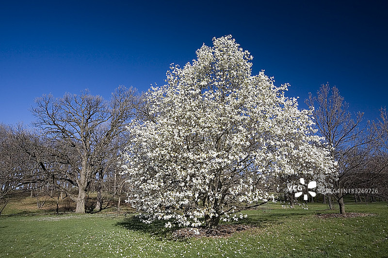 白玉兰树在花图片素材