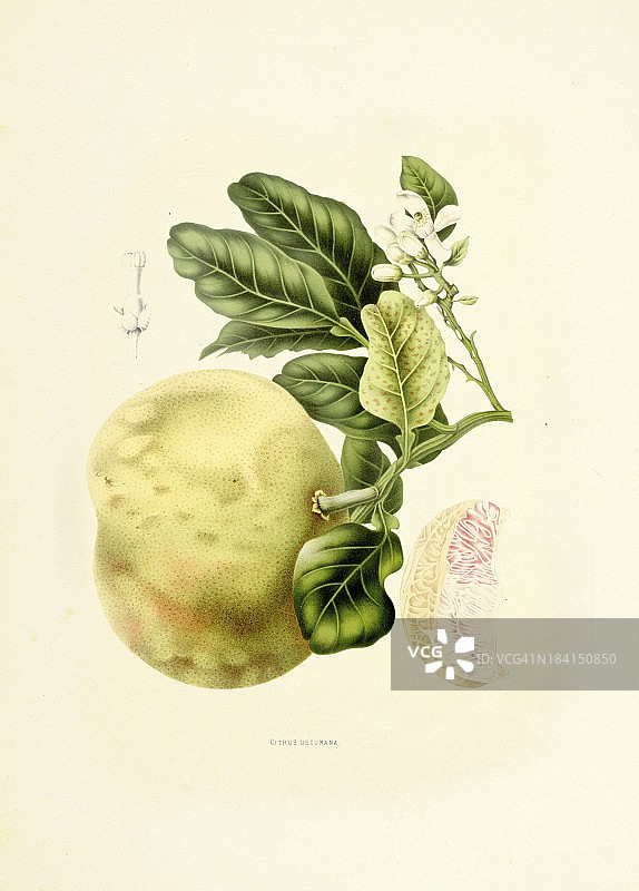 柚子|古董植物插图图片素材