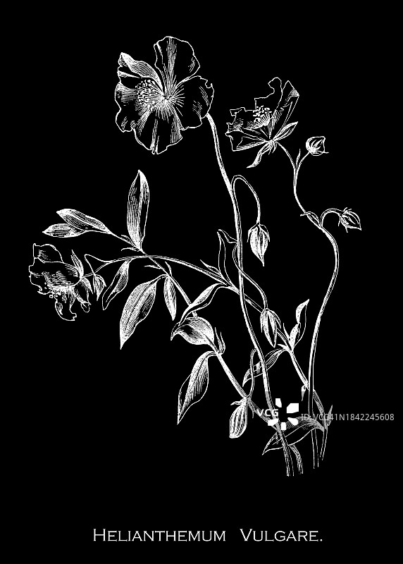 古植物学雕刻插图，石蔷薇(Helianthemum nummularium):石蔷薇(石蔷薇科)的一种，原产于欧洲大部分地区图片素材