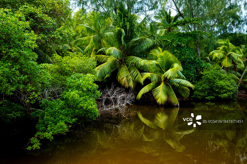 马埃塞舌尔的热带池塘和棕榈树。小安斯海滩。图片素材