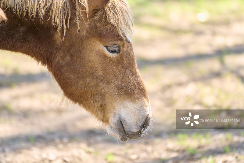 小马，头部侧面，皮肤覆盖着皮毛，颜色为棕色，颈部部分的长皮毛和前面的背景模糊不清。图片素材