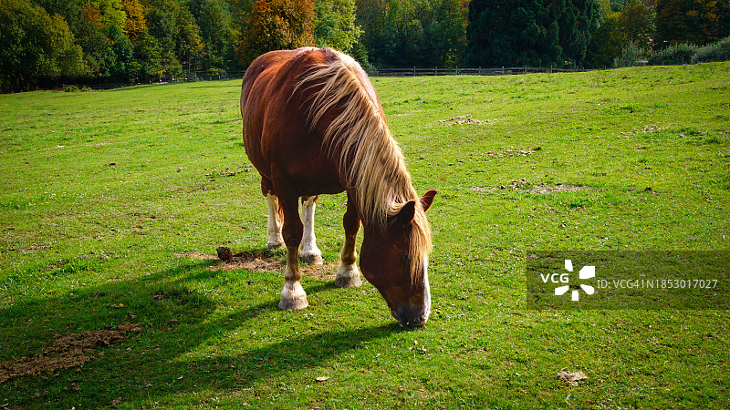 马驹在草地上吃草的高角度照片图片素材